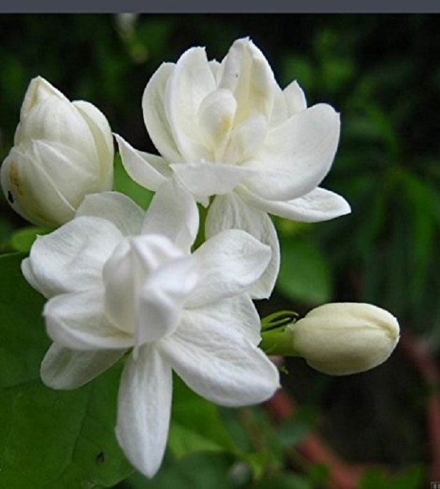 arabian jasmine