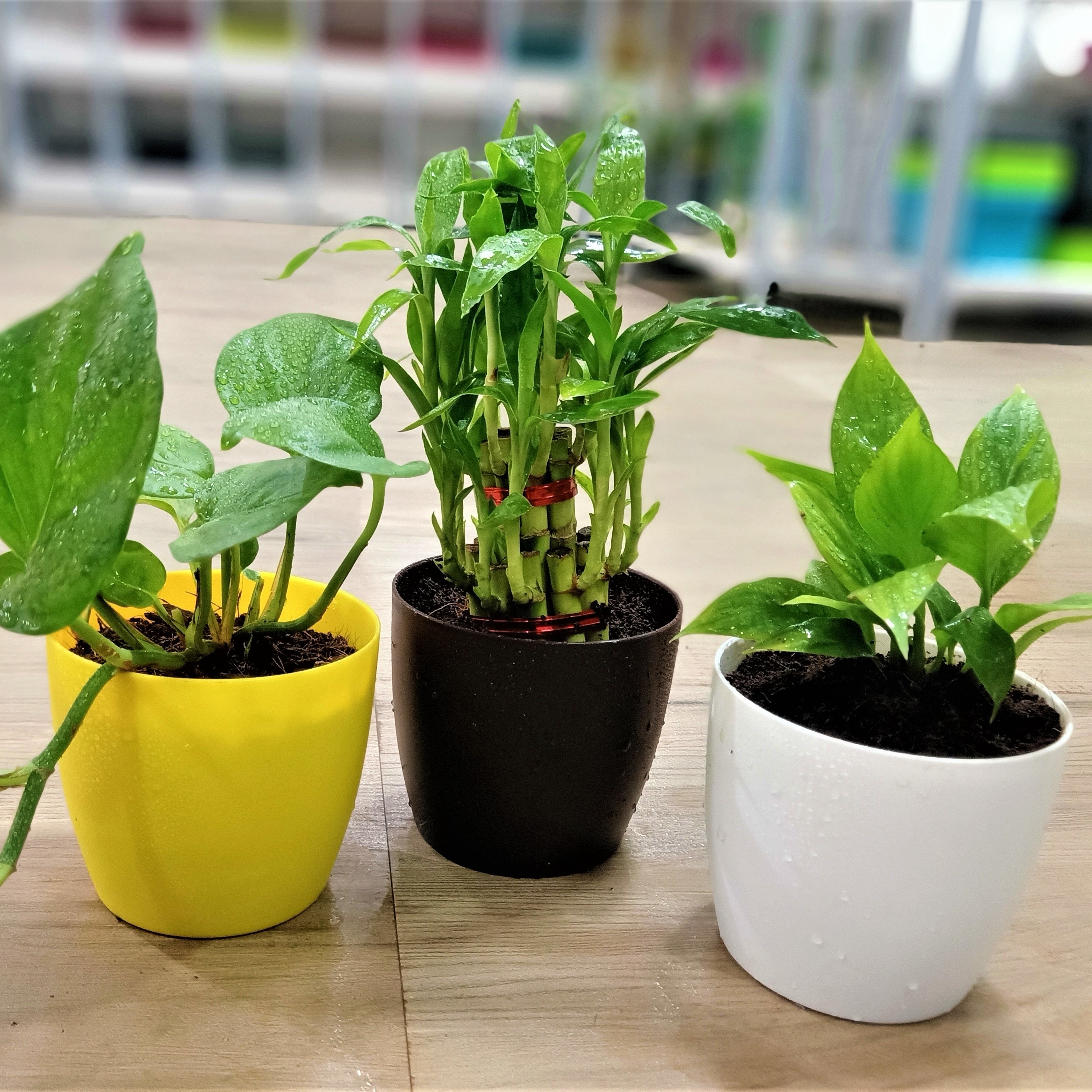 refreshing-desk-plants-lucky-bamboo-peace-lilly-money-plant