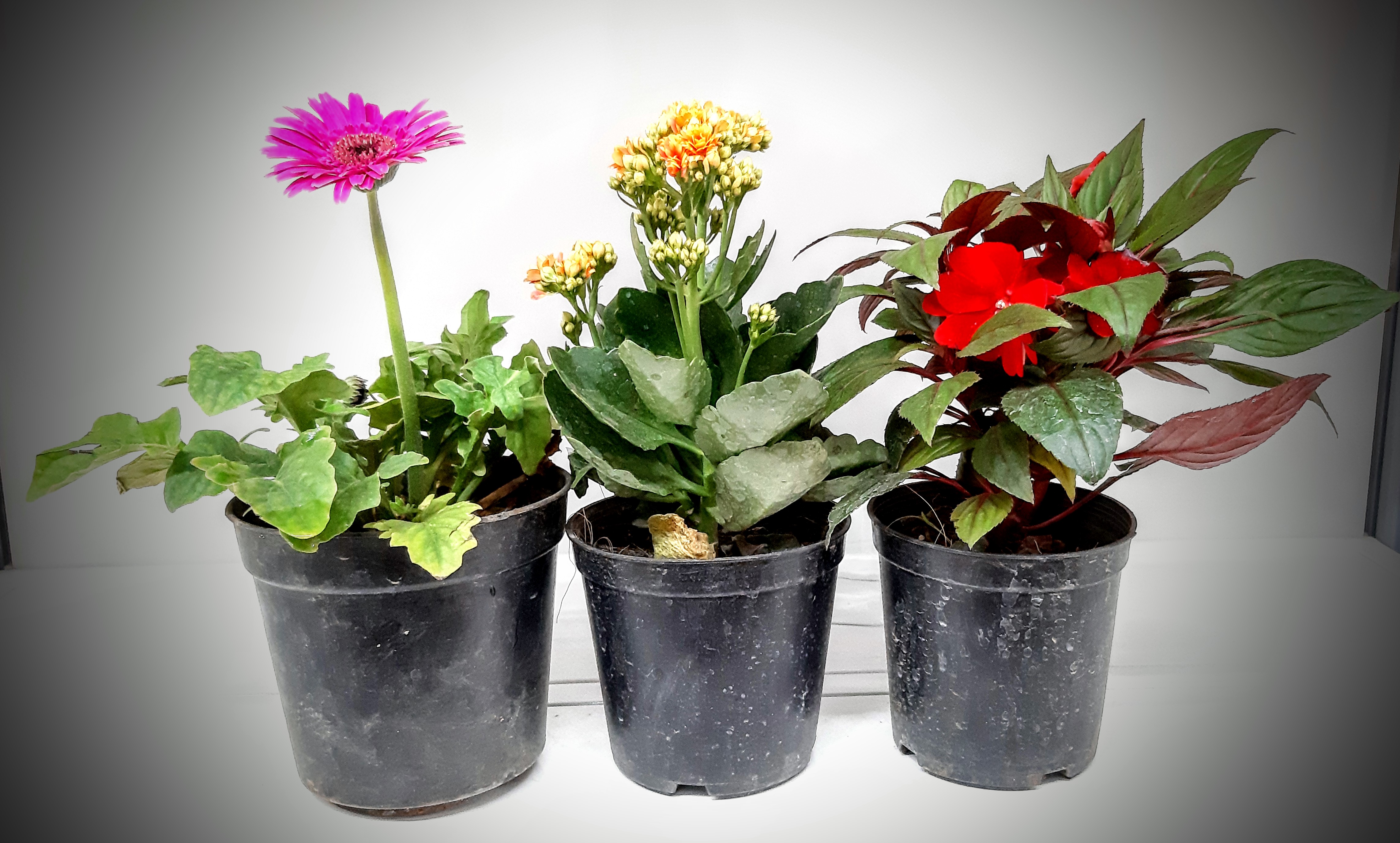buy flowering plants online - flowering plants gift