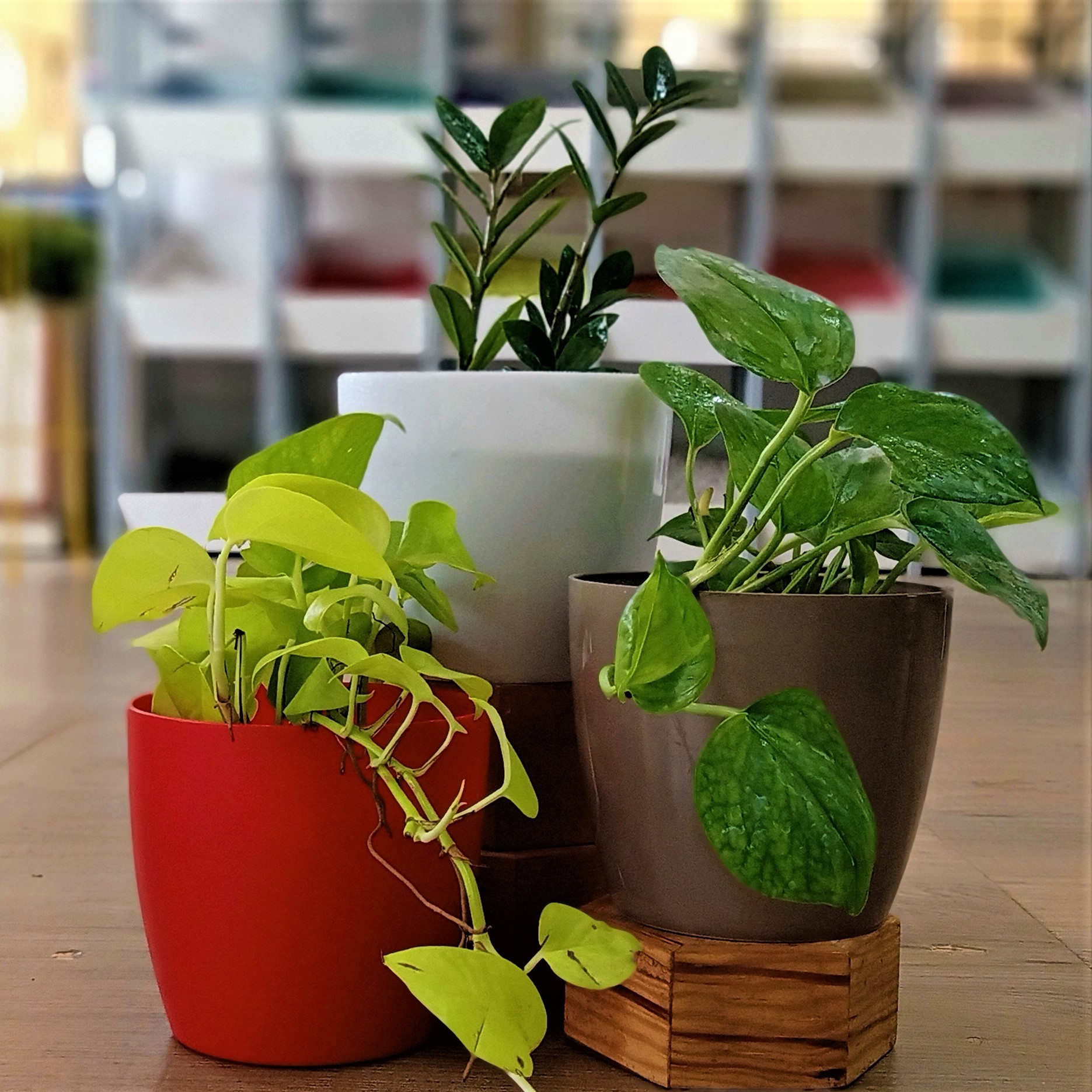 Indoor Desk Plants | TheGreenyard.in