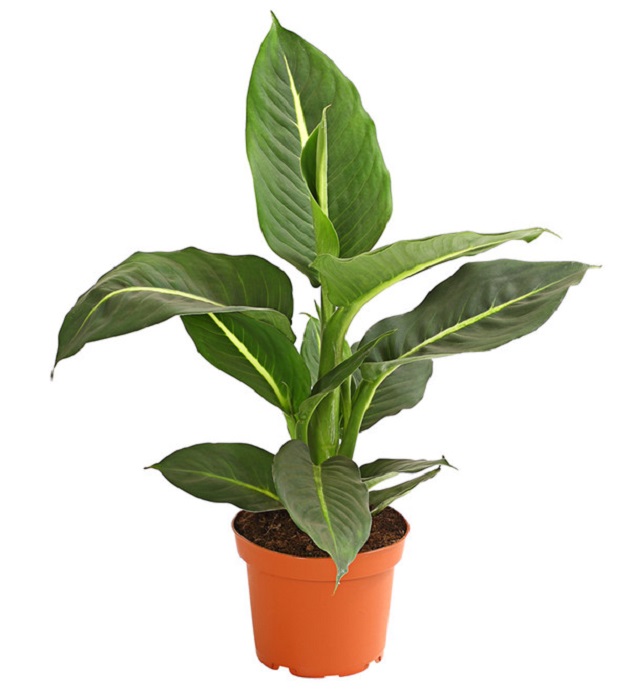 Dieffenbachia 2024 green magic