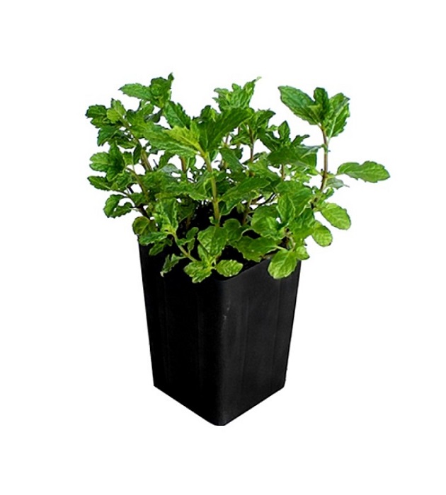 Mint Leaves - Plant