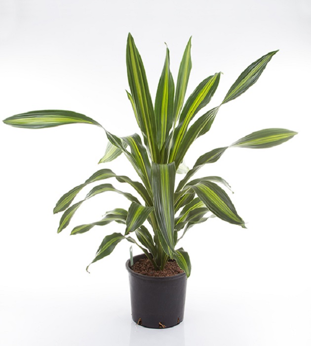 cane plant