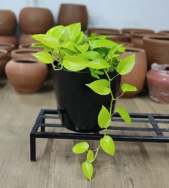 Indoor Plants Return Gift for Wedding, Birthday, House Warming Function at  Rs 60/piece | Birthday Gift Basket in Chennai | ID: 2850387891688