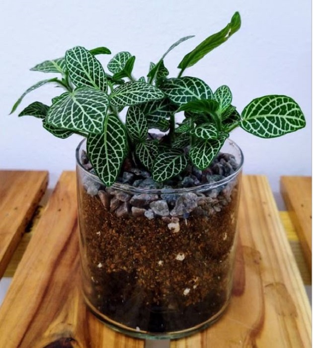 Terrarium Plant Set - 3 Houseplants 